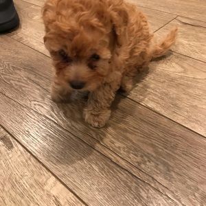 Meet your Posher, David